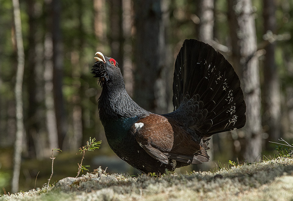 Capercaillie